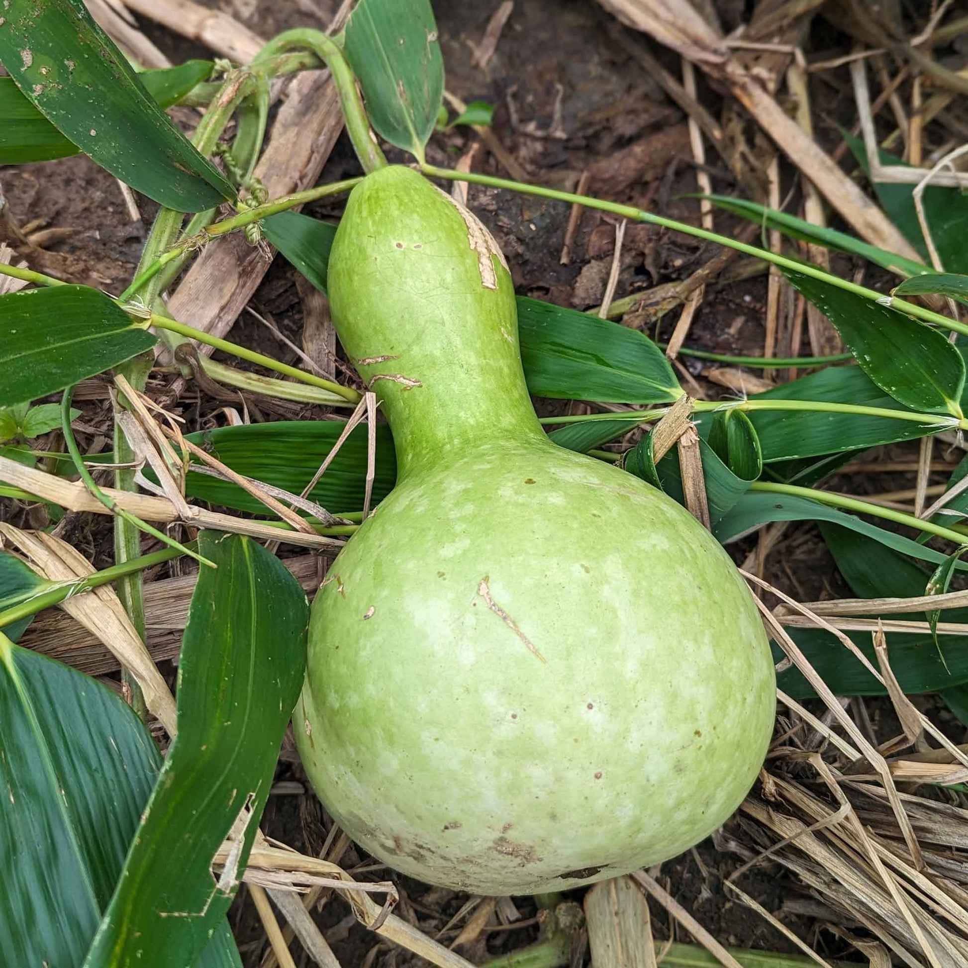 gourd plant seeds Bulk Gourd Seeds - Birdhouse/Bottle