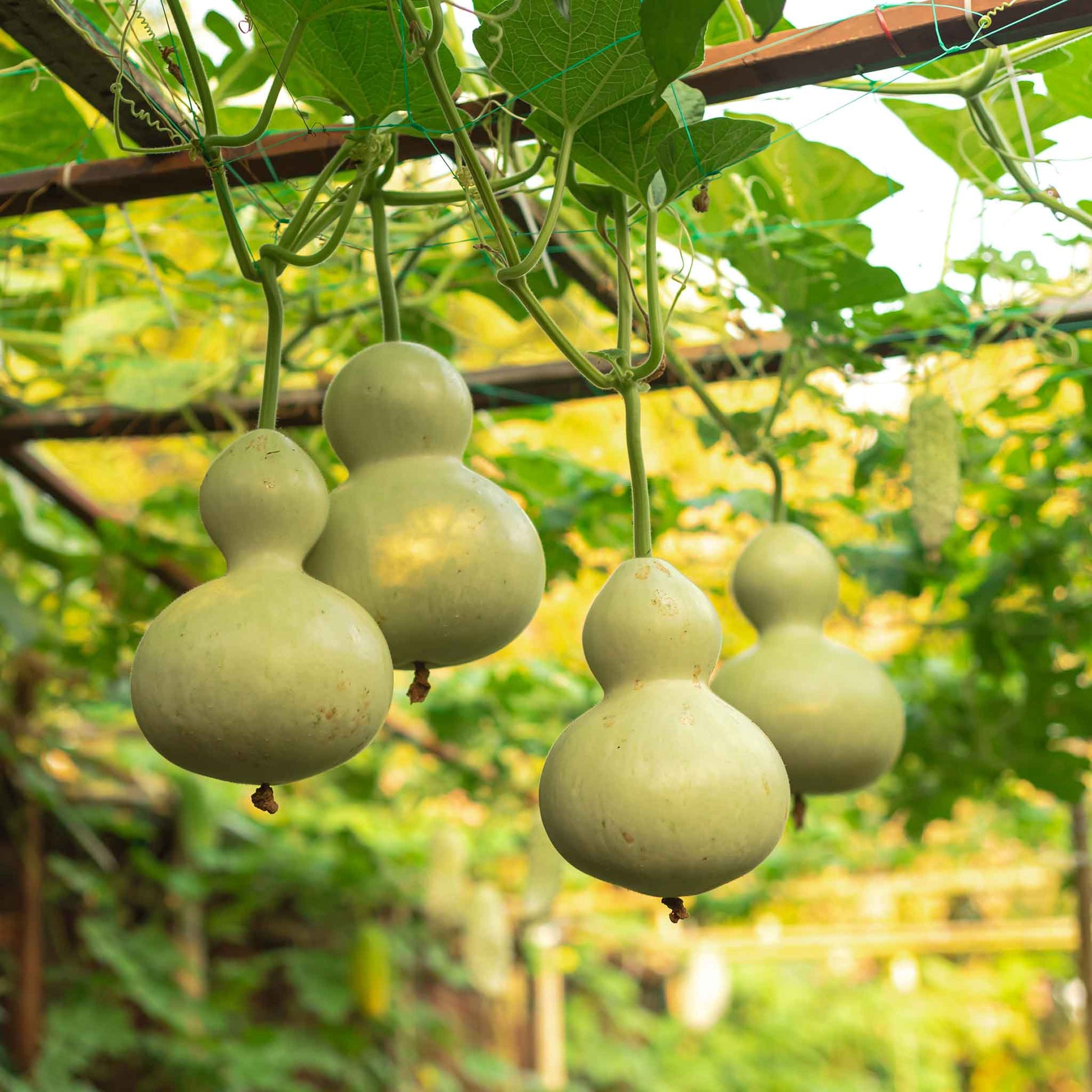 planting gourds from seeds Bulk Gourd Seeds - Birdhouse/Bottle