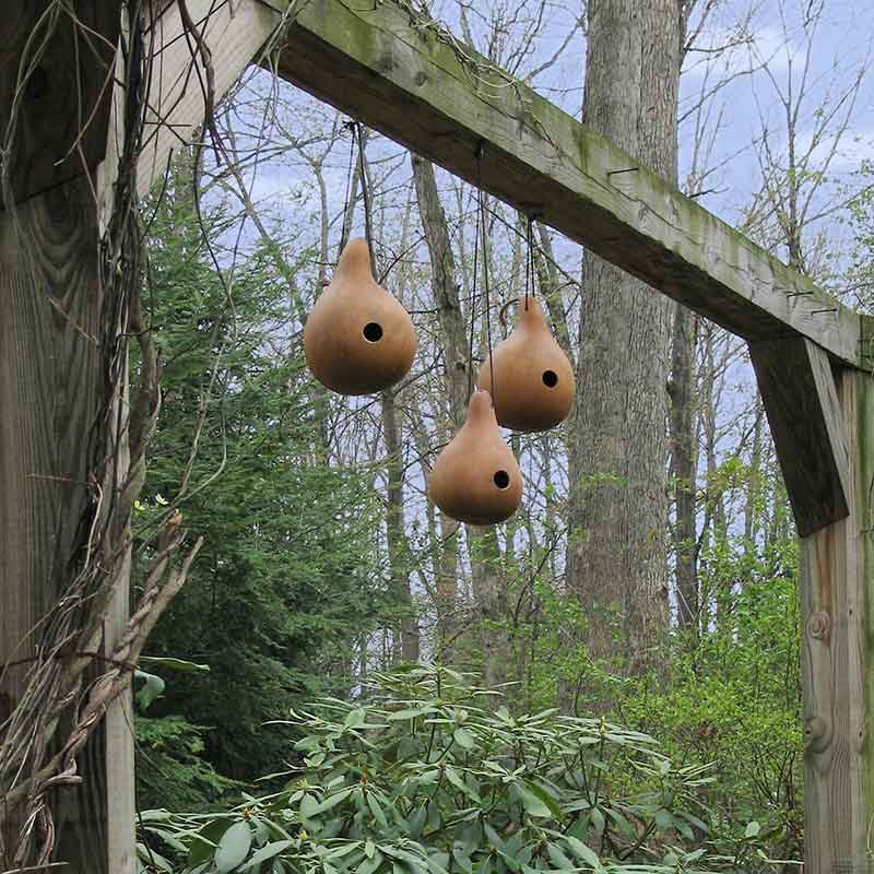 planting birdhouse gourd seeds Bulk Gourd Seeds - Birdhouse/Bottle