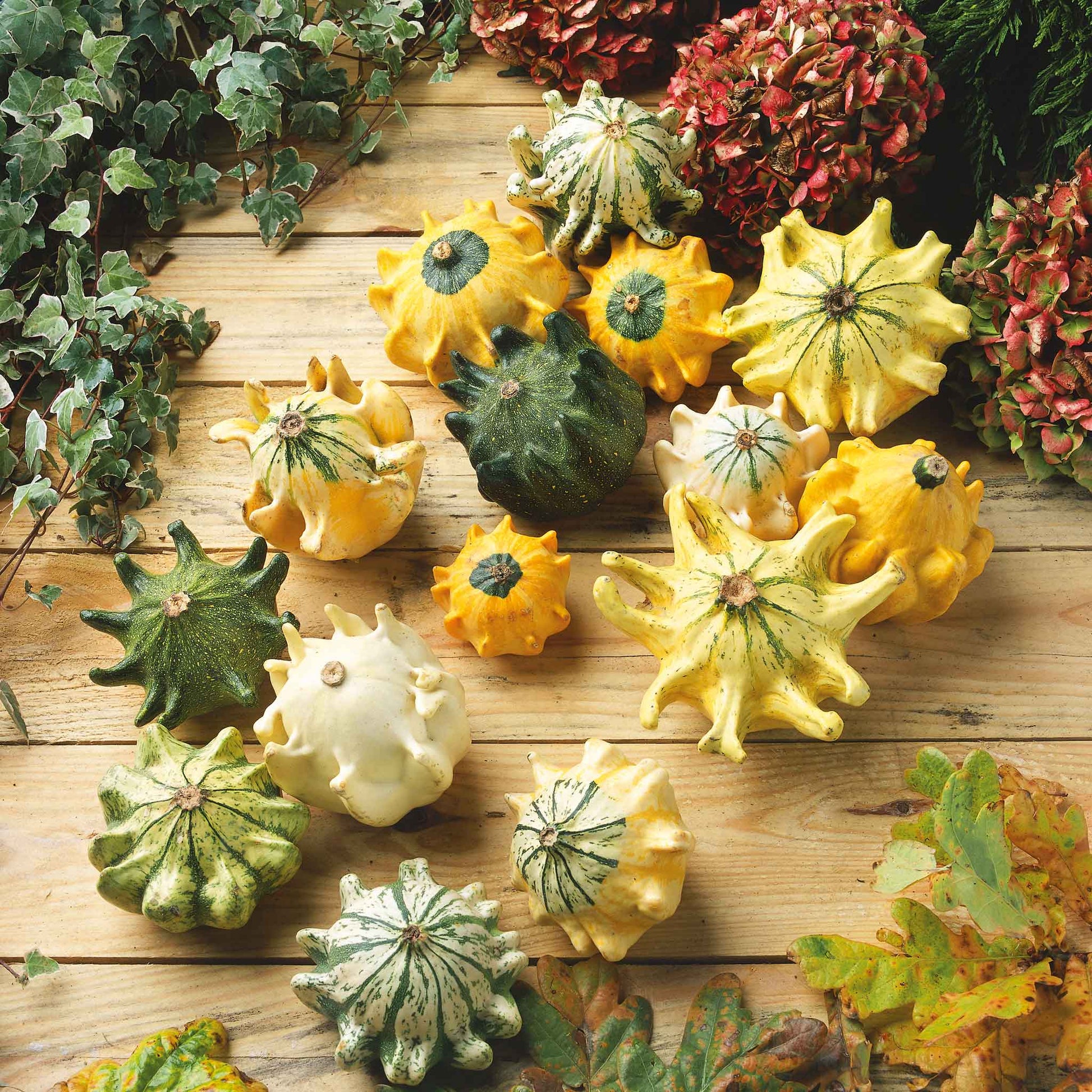 thorn plant seed Bulk Gourd Seeds - Shenot Crown of Thorns