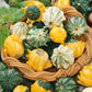 Close-up of Shenot Crown of Thorns gourds with distinctive, horn-like spines, sitting in a basket.
