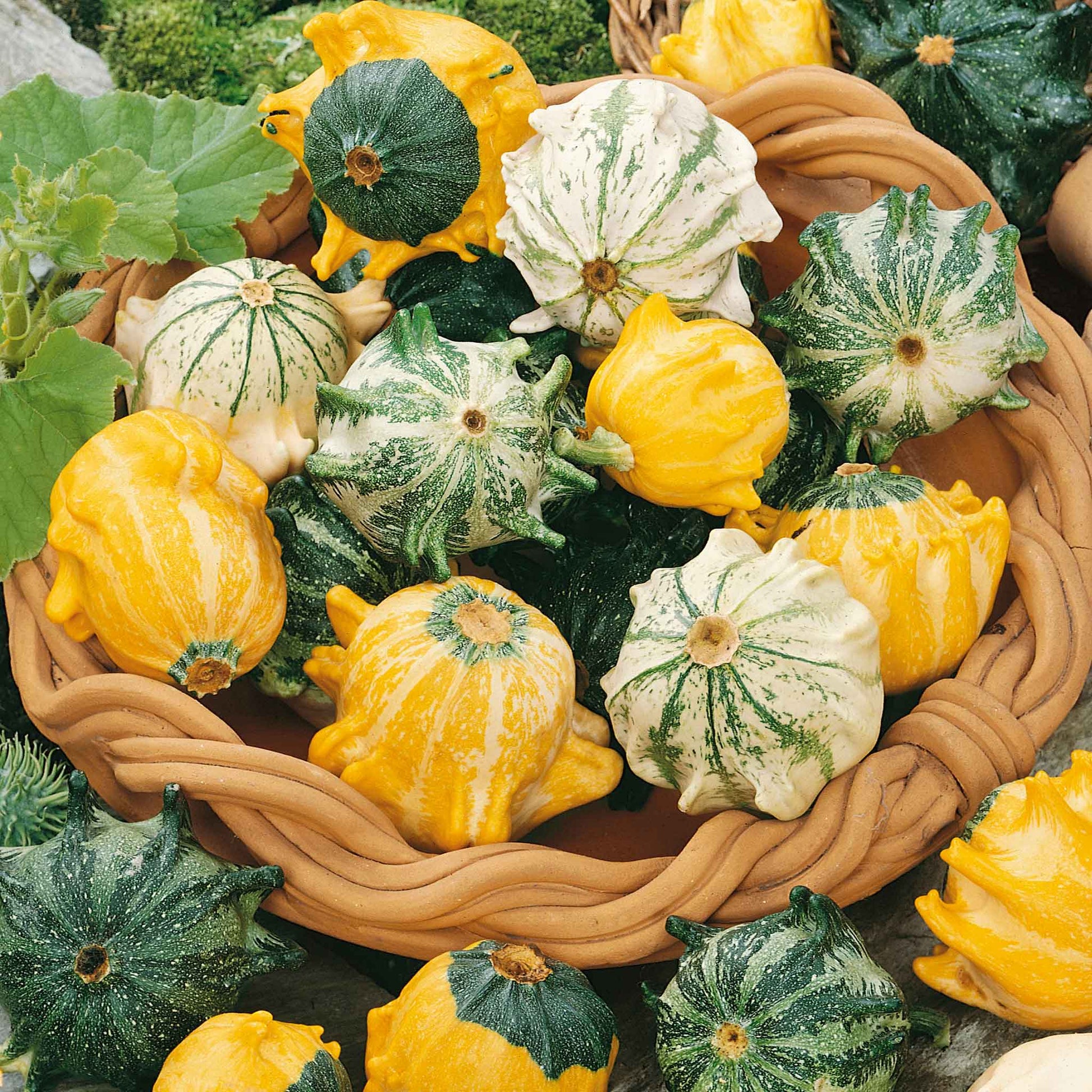 crown of thorns plant seeds Bulk Gourd Seeds - Shenot Crown of Thorns