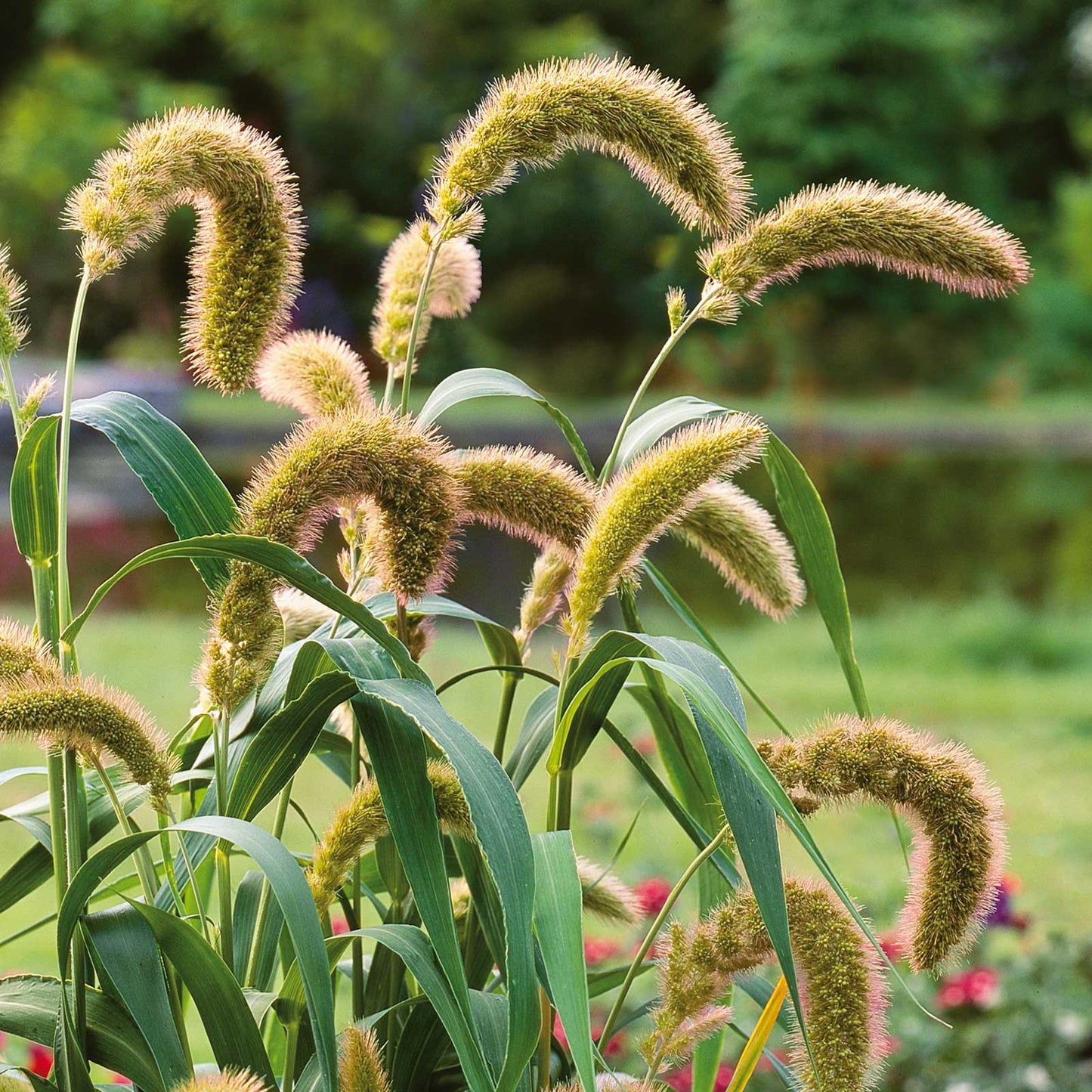 grass foxtail millet