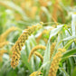 grass foxtail millet