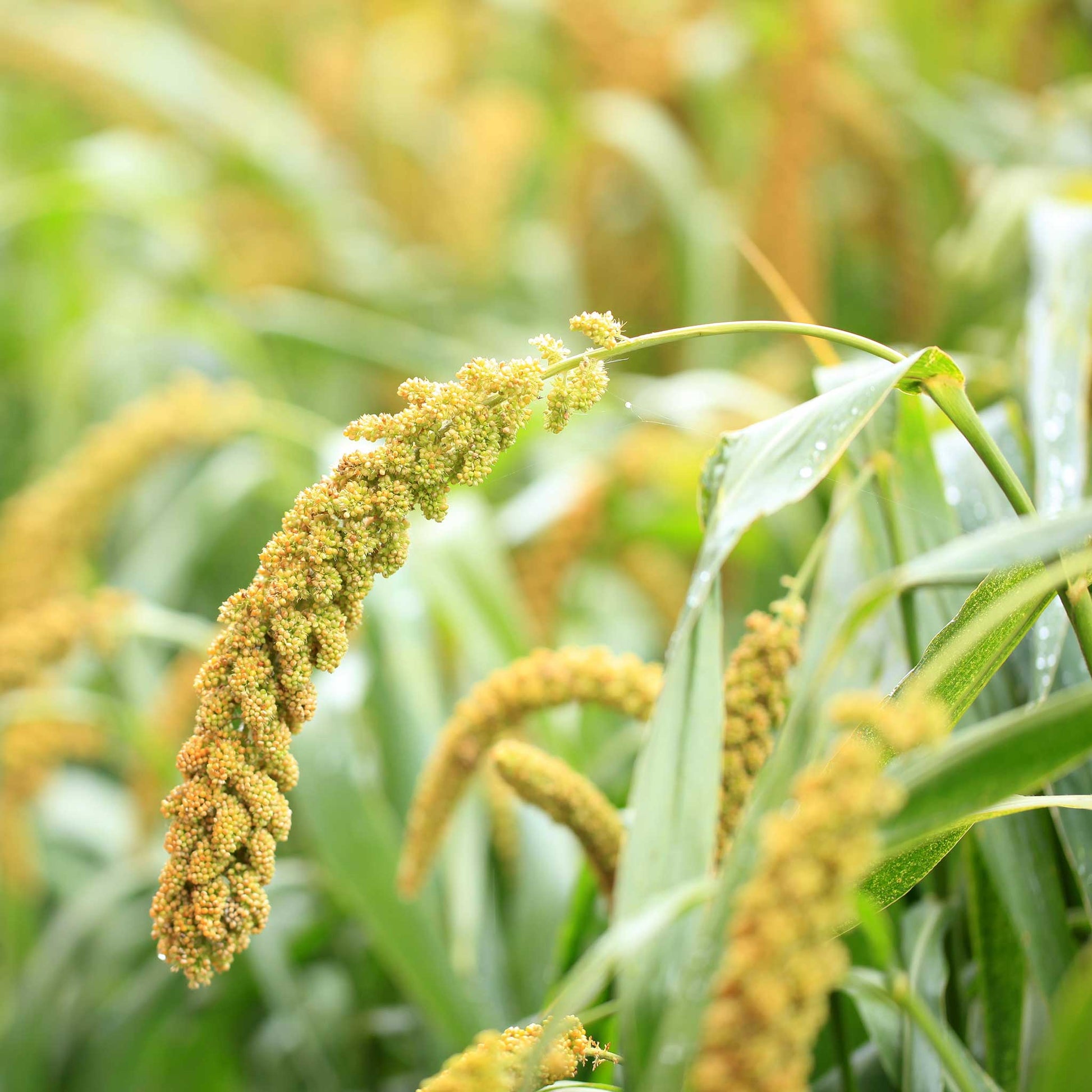 millet seeds for planting Grass Seeds - Foxtail Millet | Grass Seeds in Packets & Bulk