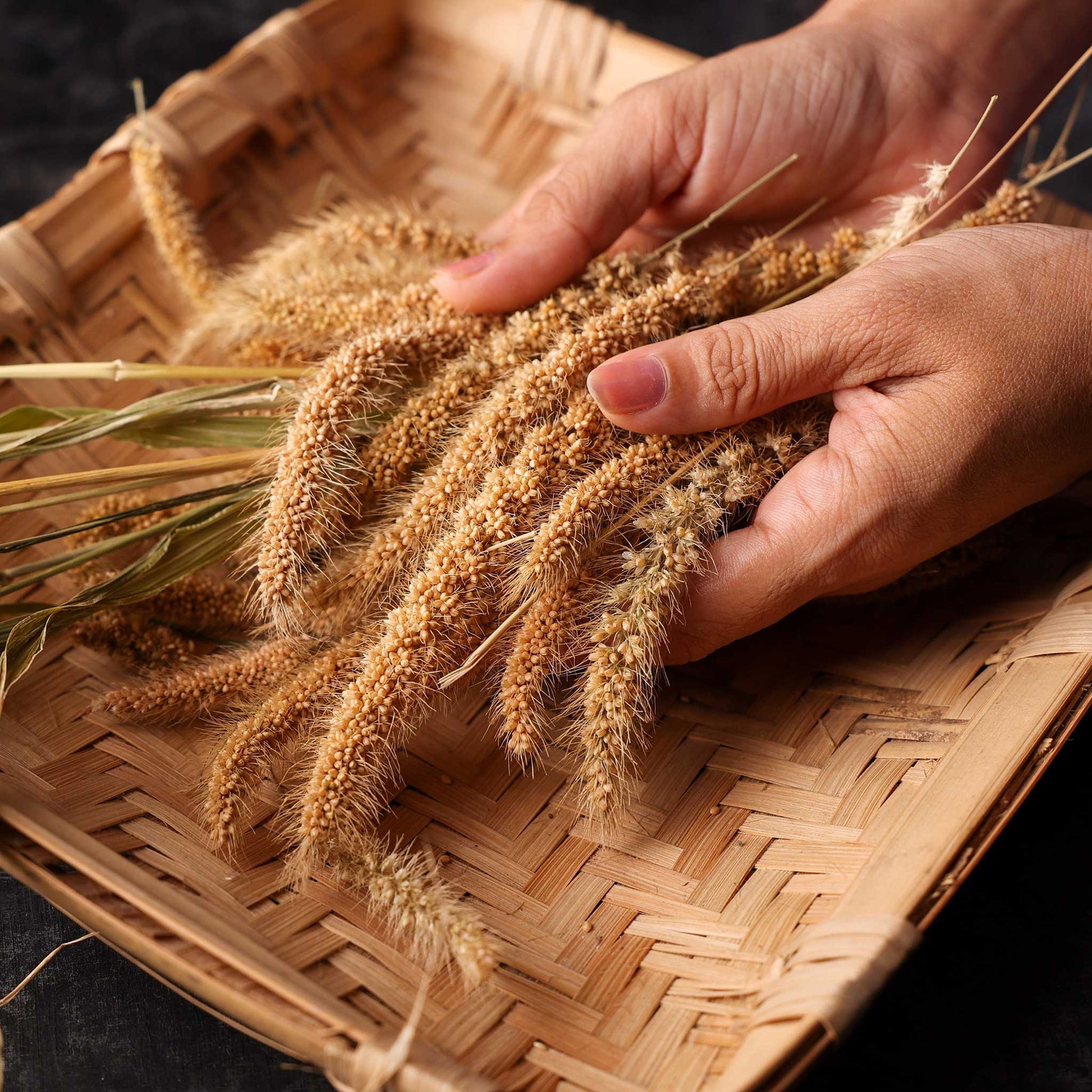 millet plant seeds Grass Seeds - Foxtail Millet | Grass Seeds in Packets & Bulk