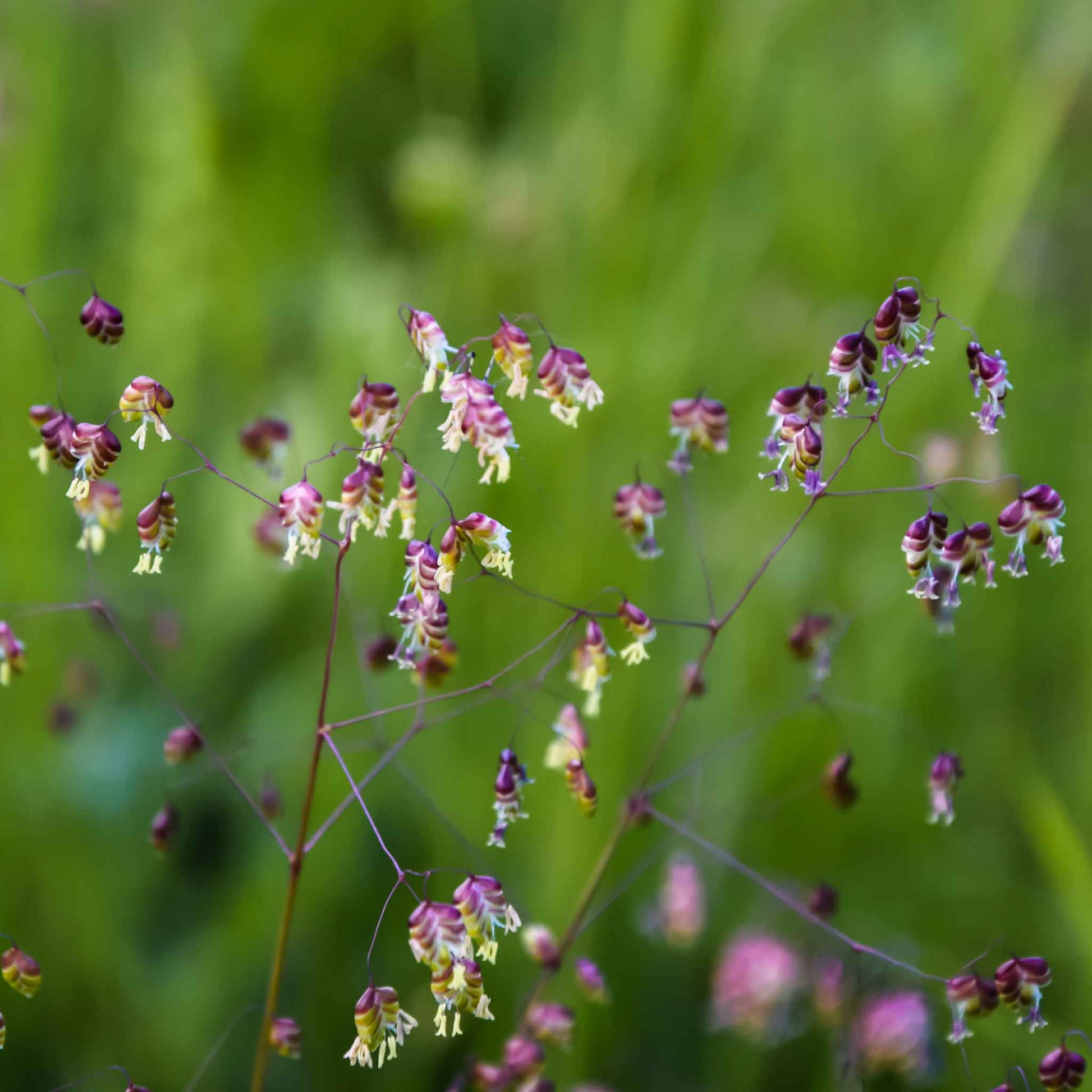 ornamental plant seeds for sale Grass Seeds - Annual Ornamental Grass Mix | Grass Seeds in Packets & Bulk