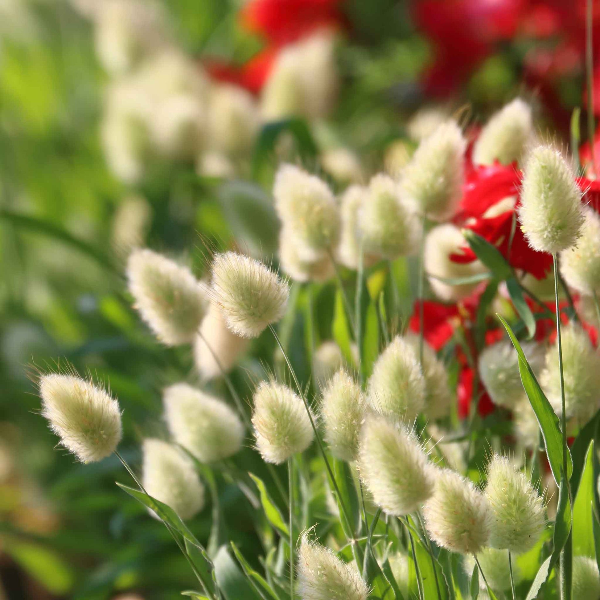 ornamental plant seeds for sale Grass Seeds - Annual Ornamental Grass Mix | Grass Seeds in Packets & Bulk