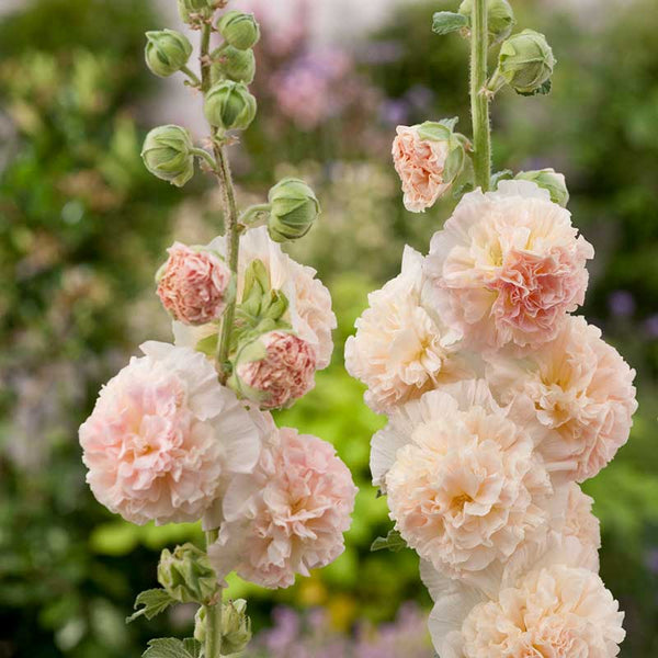 double flower hollyhock seeds Bulk Hollyhock Seeds - Chaters Double Salmon