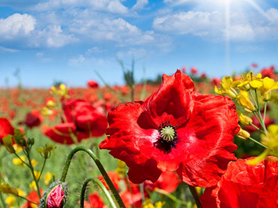 wildflower meadow