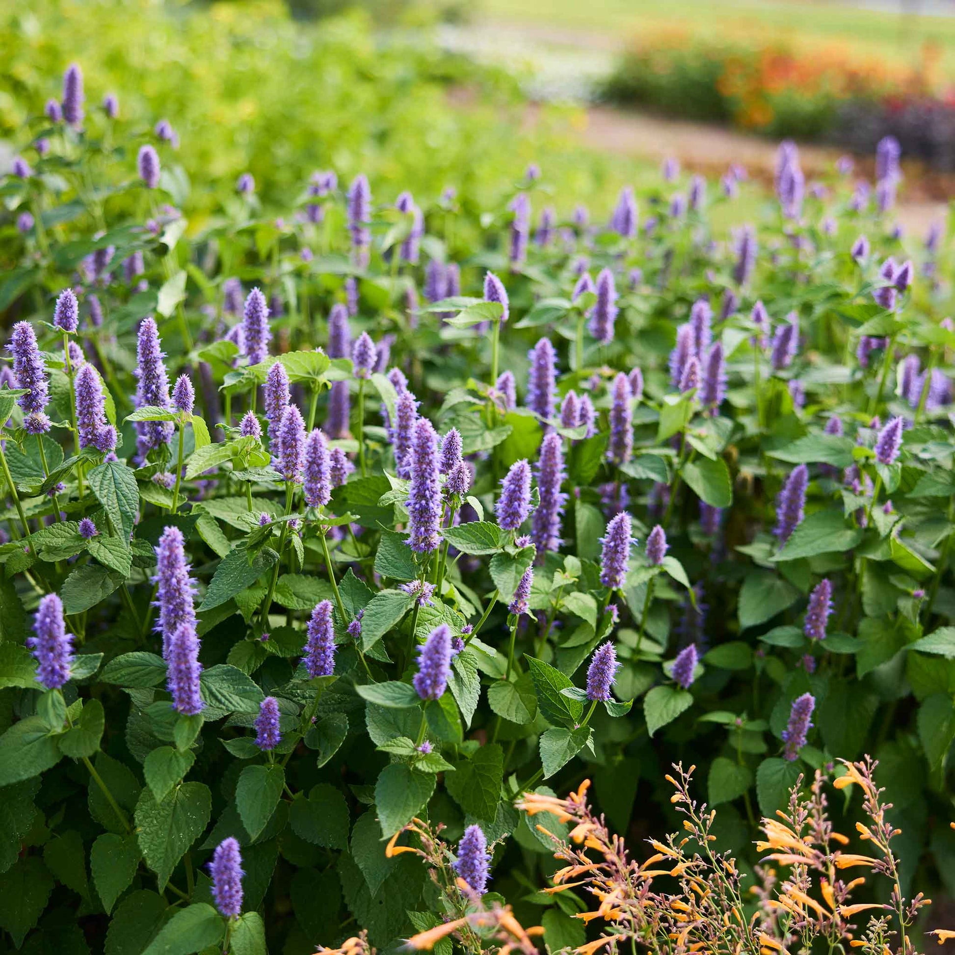 lavender hyssop seeds Bulk Hyssop Seeds