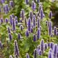 A close-up shot of vibrant purple hyssop flowers blooming on green stems.