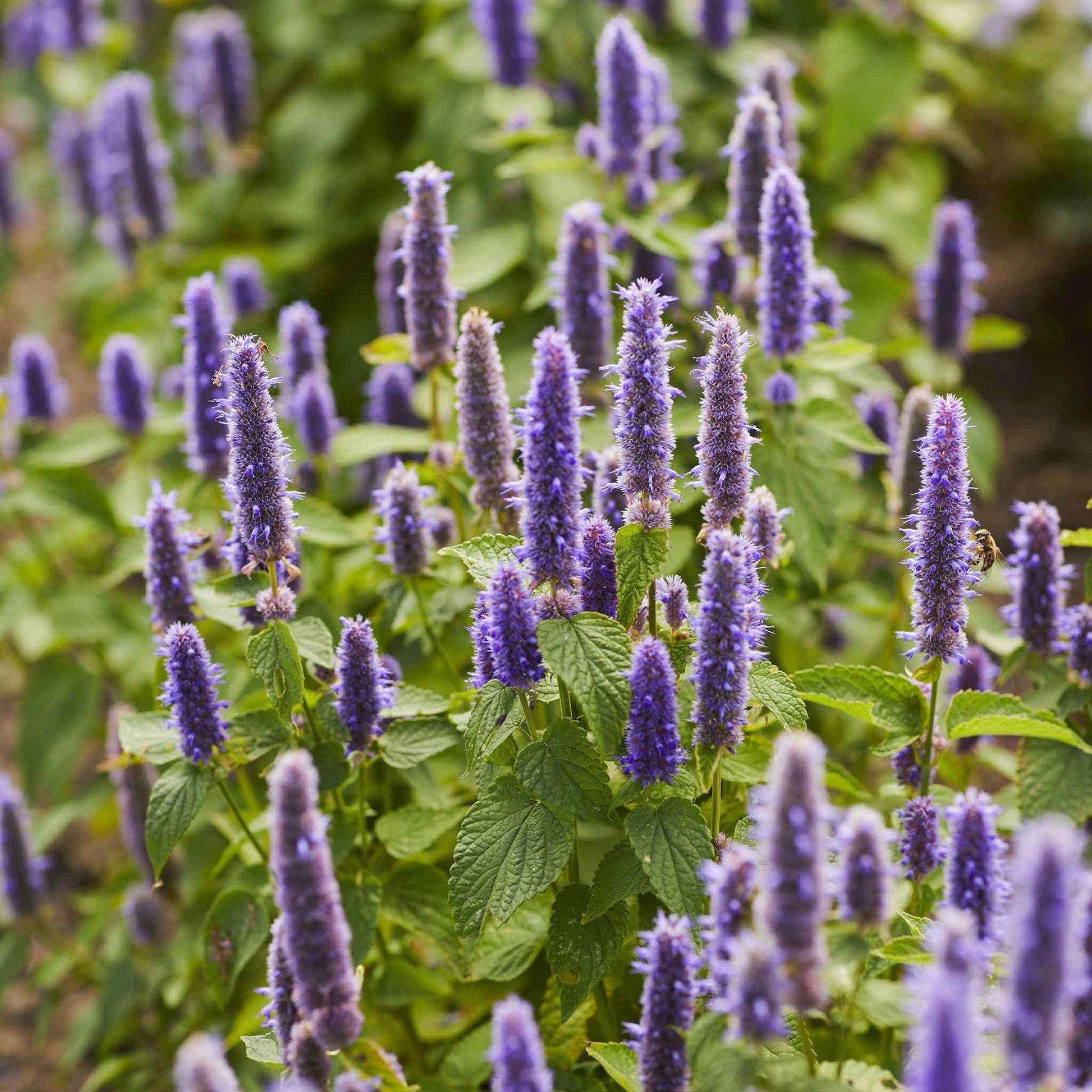 hyssop plant seeds Bulk Hyssop Seeds