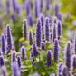 A close-up shot of a group of hyssop flowers with purple petals and green foliage in the background.