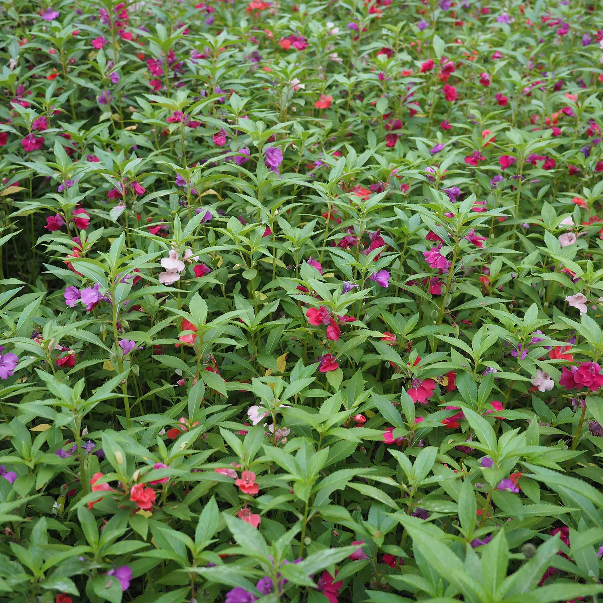 balsam