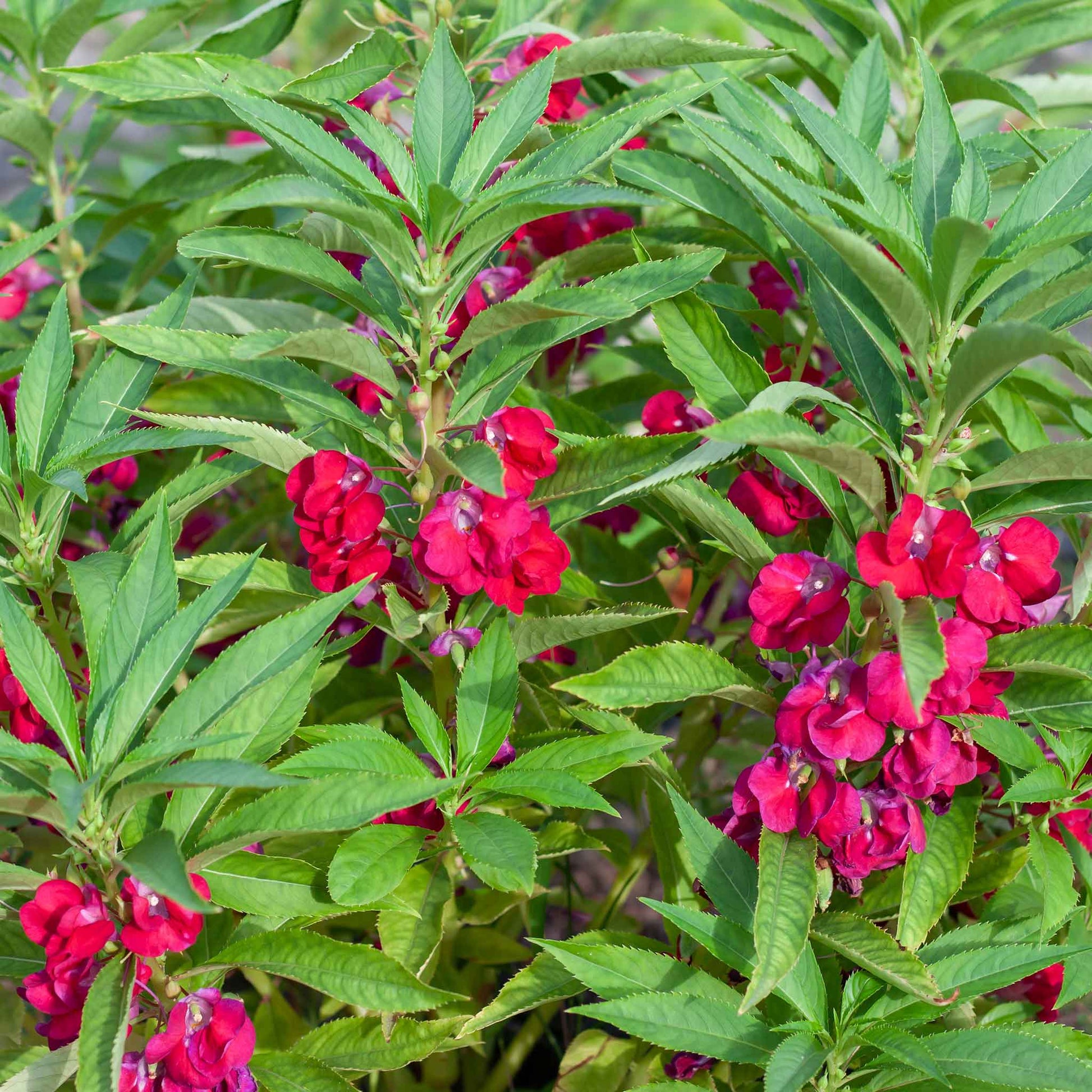 balsam