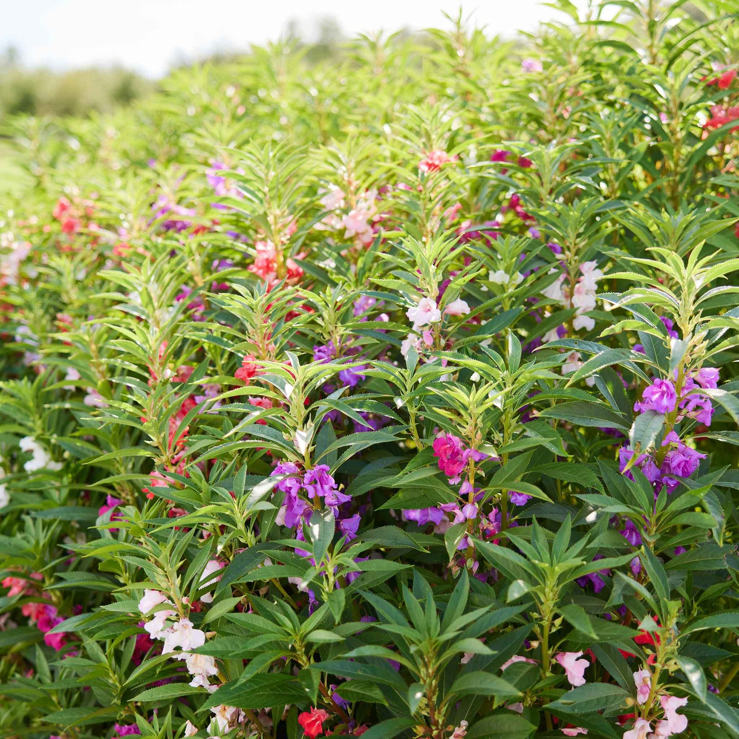 double impatiens flower seeds Bulk Impatiens Seeds - Camelia Flowered Mixed