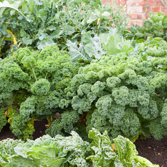 kale blue curled scotch