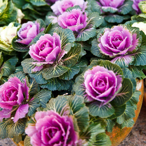 新品rosymonsterballoonsleeve kale frill OP Bulk Ornamental Kale Seeds - Crane Pink | Bulk Seed Store