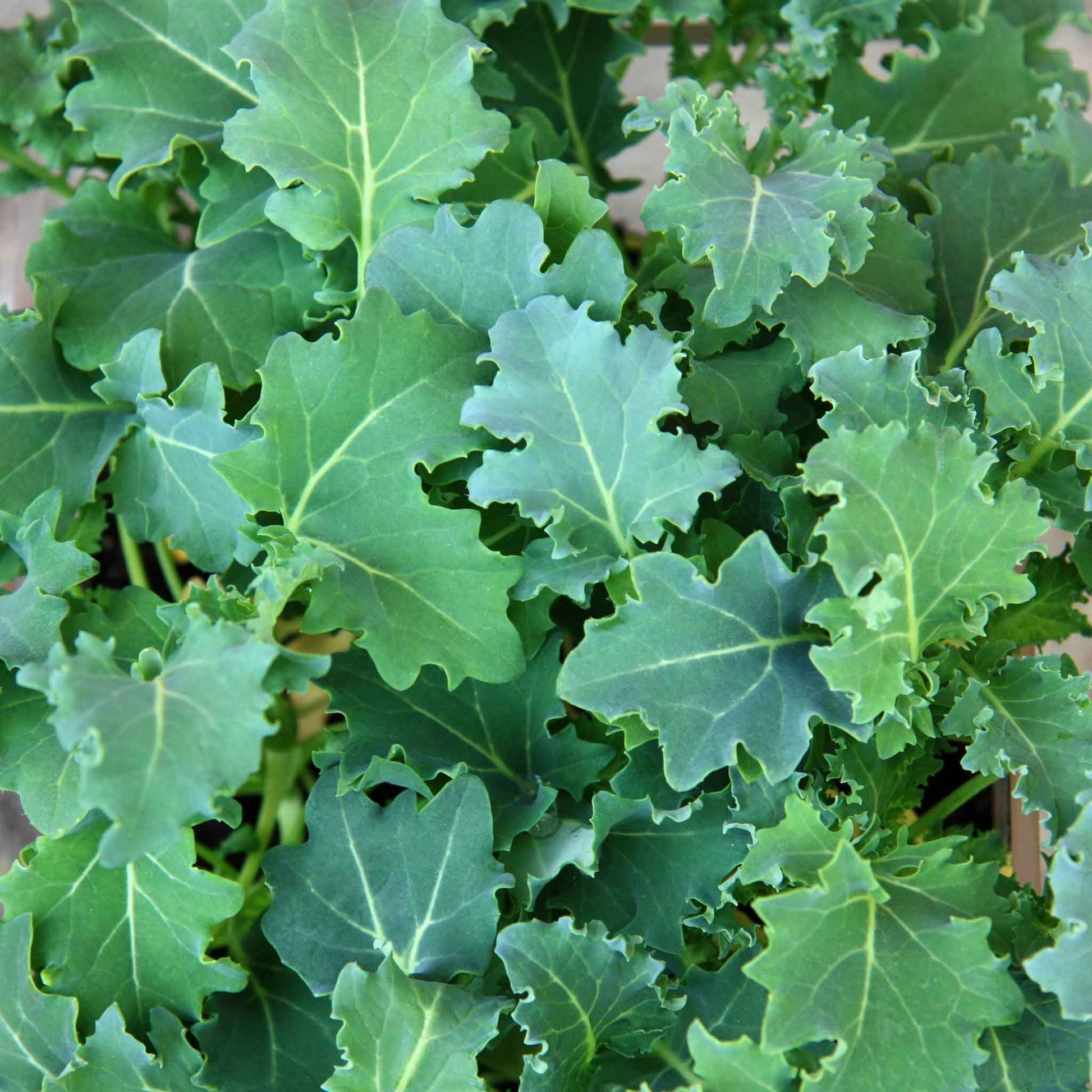 plant kale seeds Bulk Kale Seeds - Premier