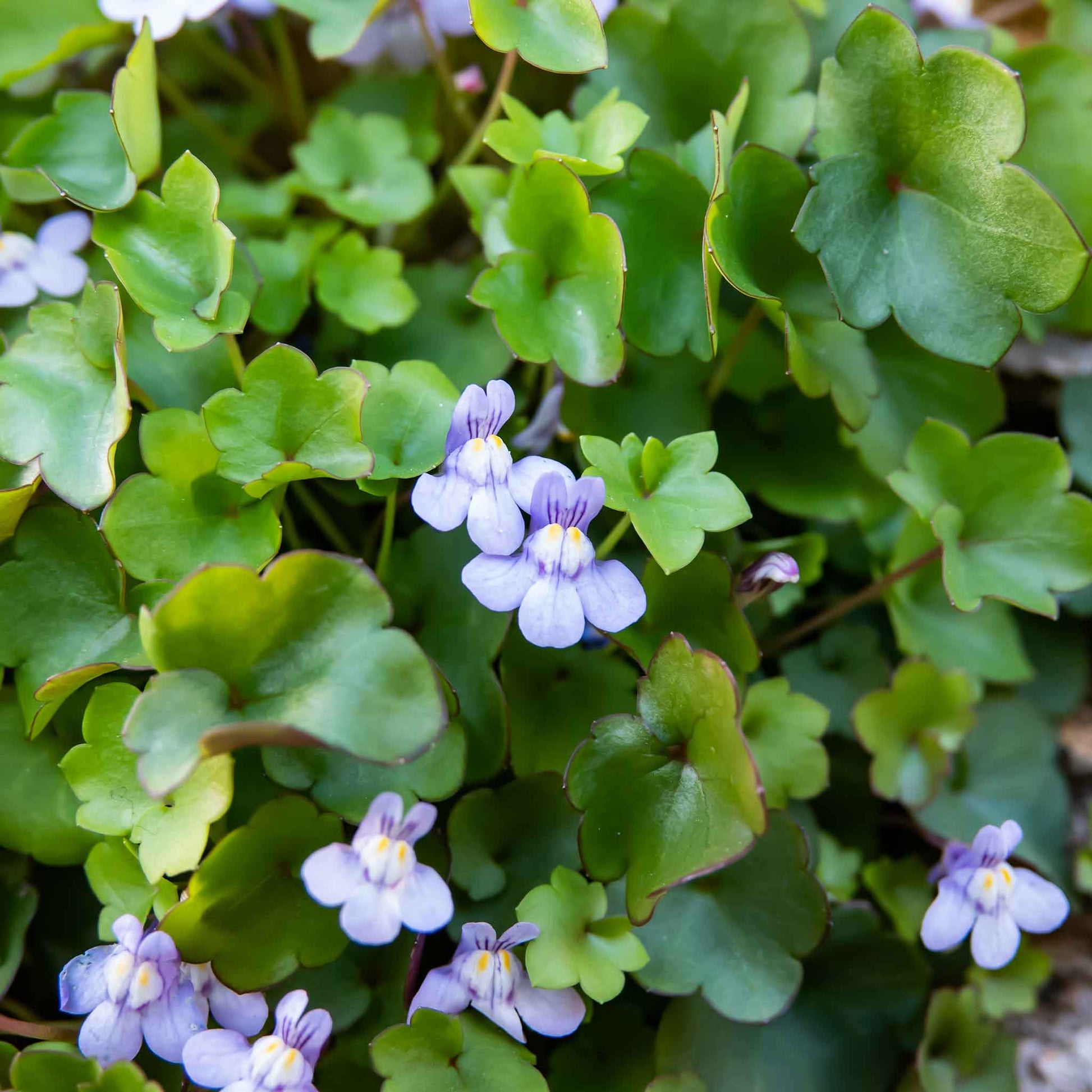 ivy garth seeds and plants Kenilworth Ivy Seeds | Flower Seeds
