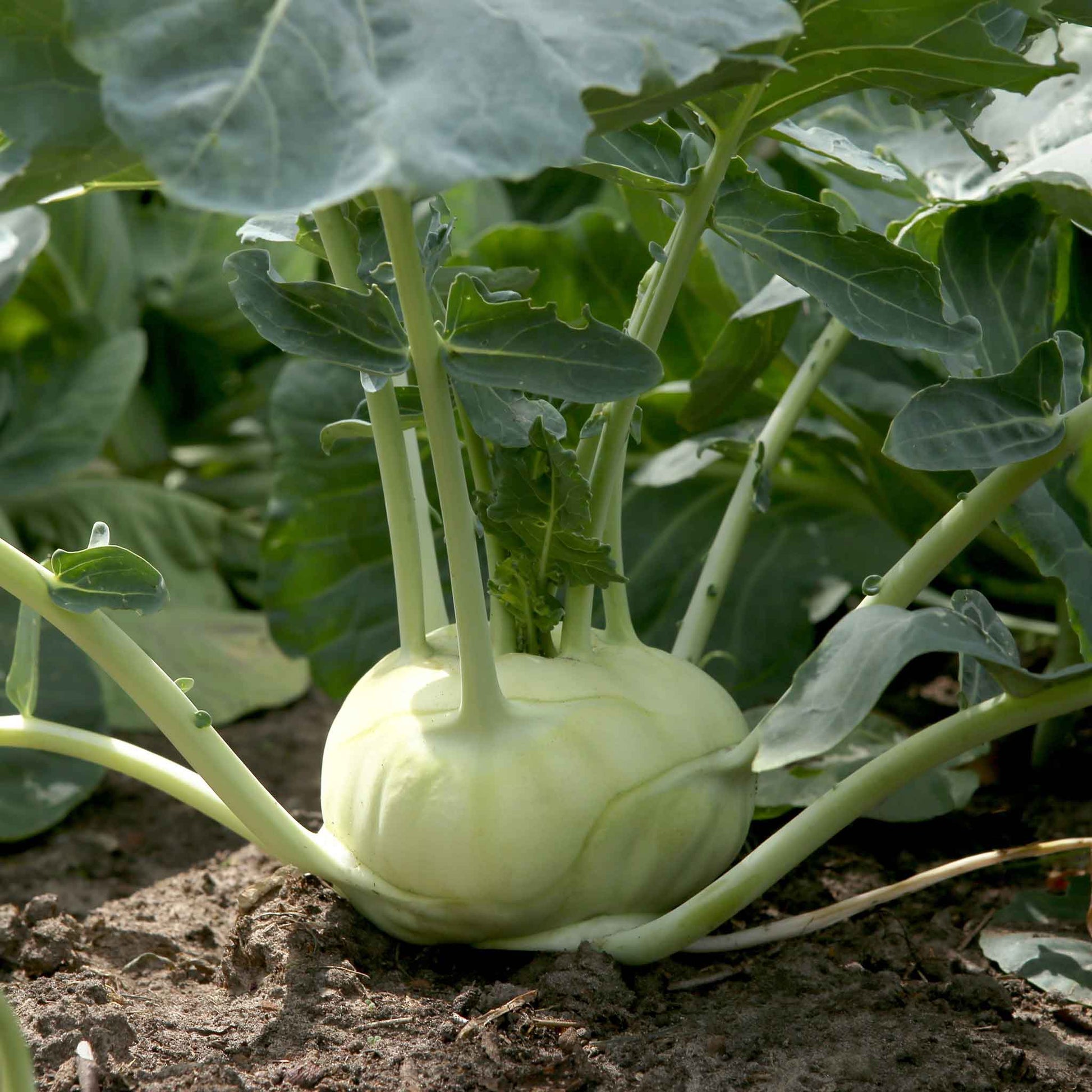 plant kohlrabi seeds Bulk Kohlrabi Seeds - White Vienna