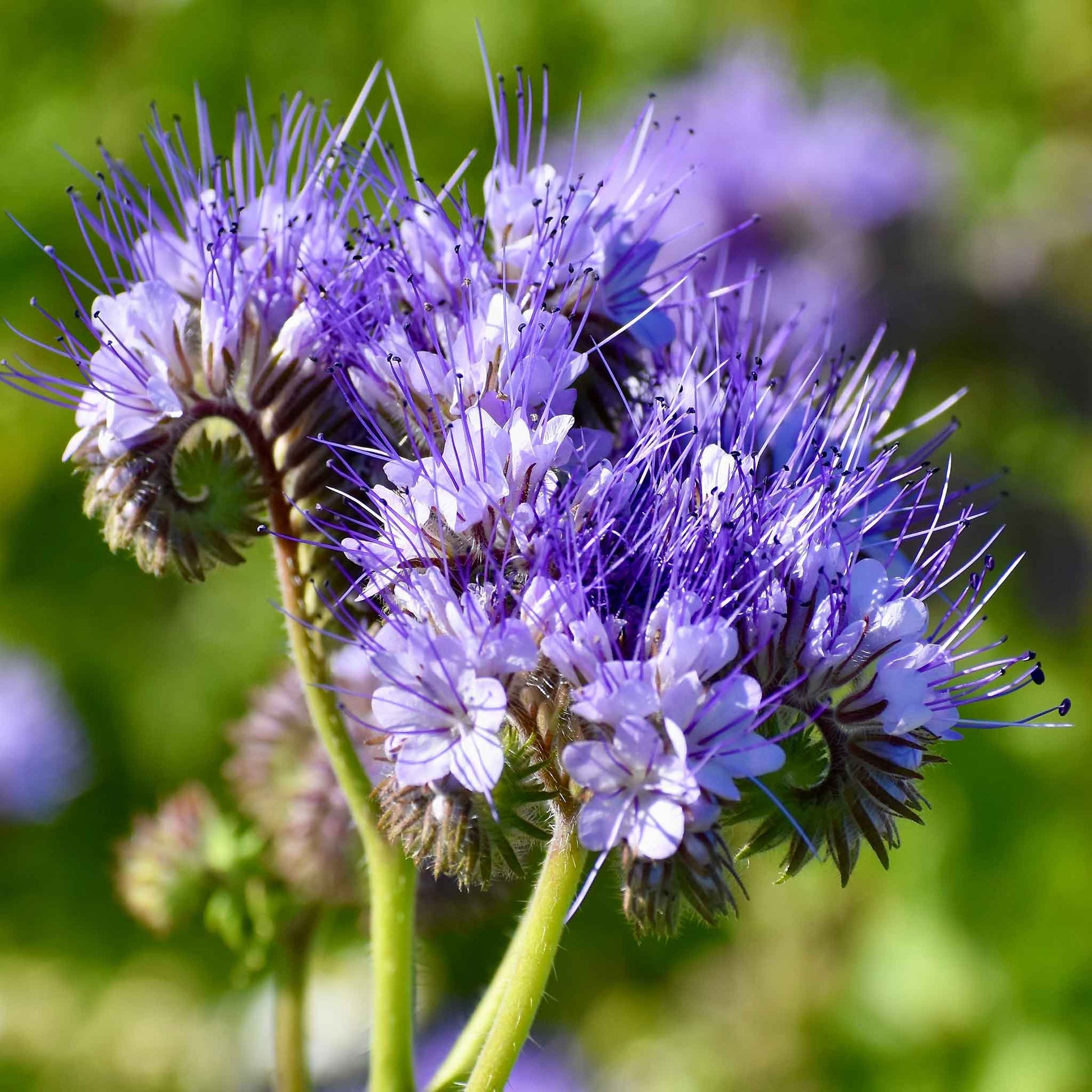 lithiasis flower seeds Bulk Lacy Phacelia Seeds