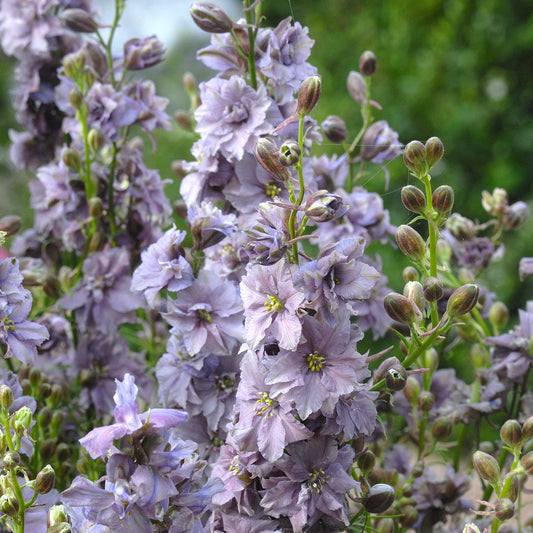 larkspur misty lavender