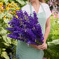 A person holding a bouquet of larkspur qis dark blue flowers in a garden setting.