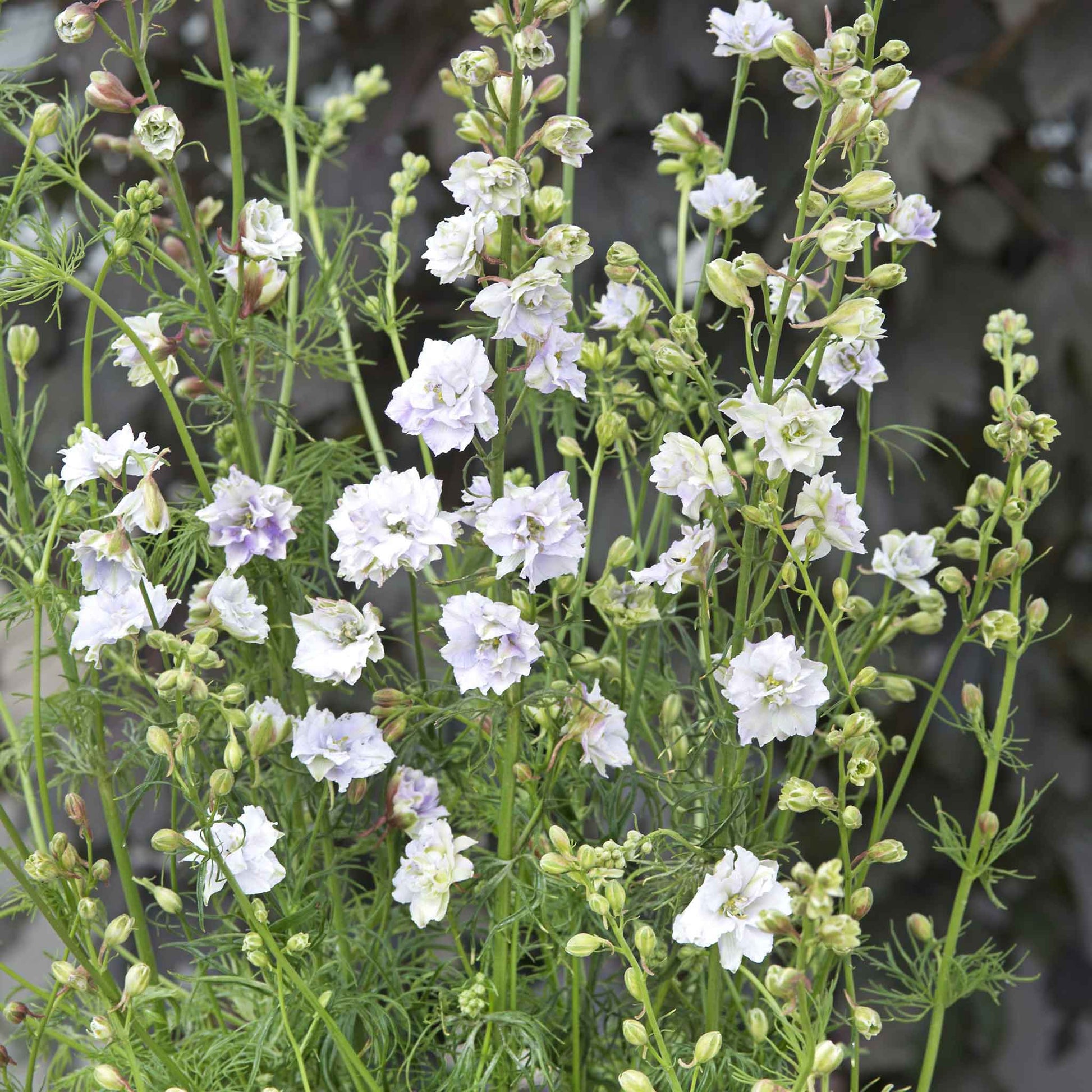 plant larkspur seeds Bulk Larkspur Seeds - Fancy Smokey Eyes