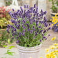 lavender ellagance purple