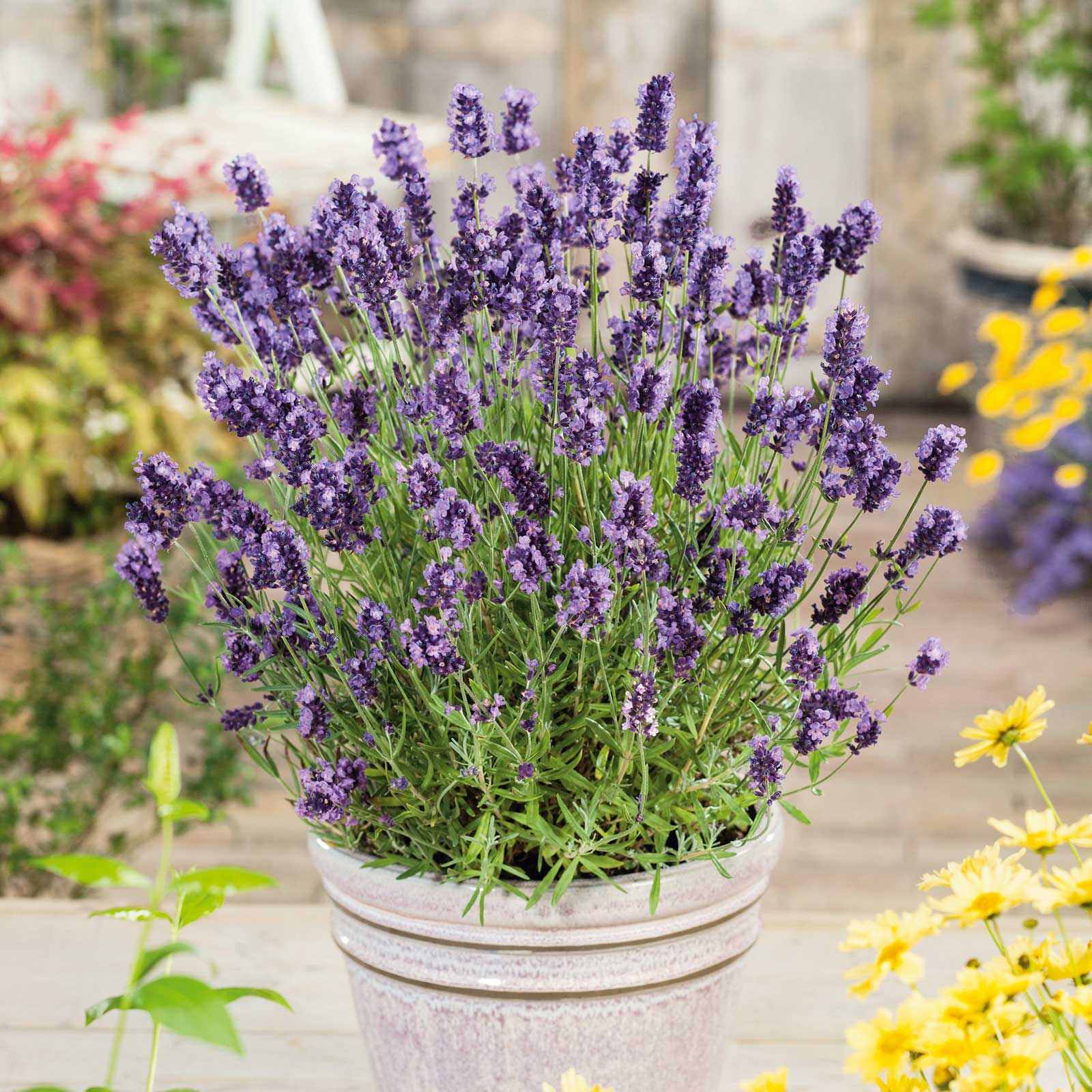 lavender ellagance purple