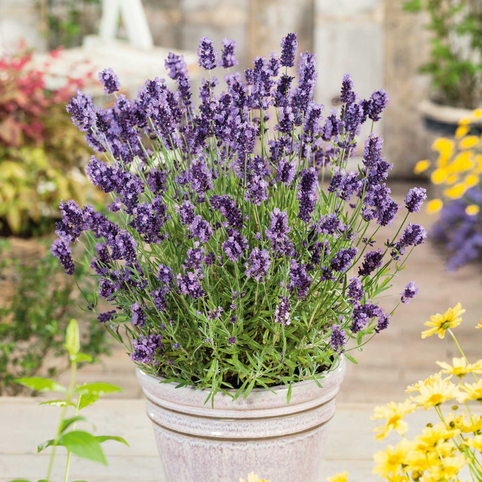 elegance lavender plants Lavender Seeds - Ellagance Purple | Herb Seeds in Packets & Bulk