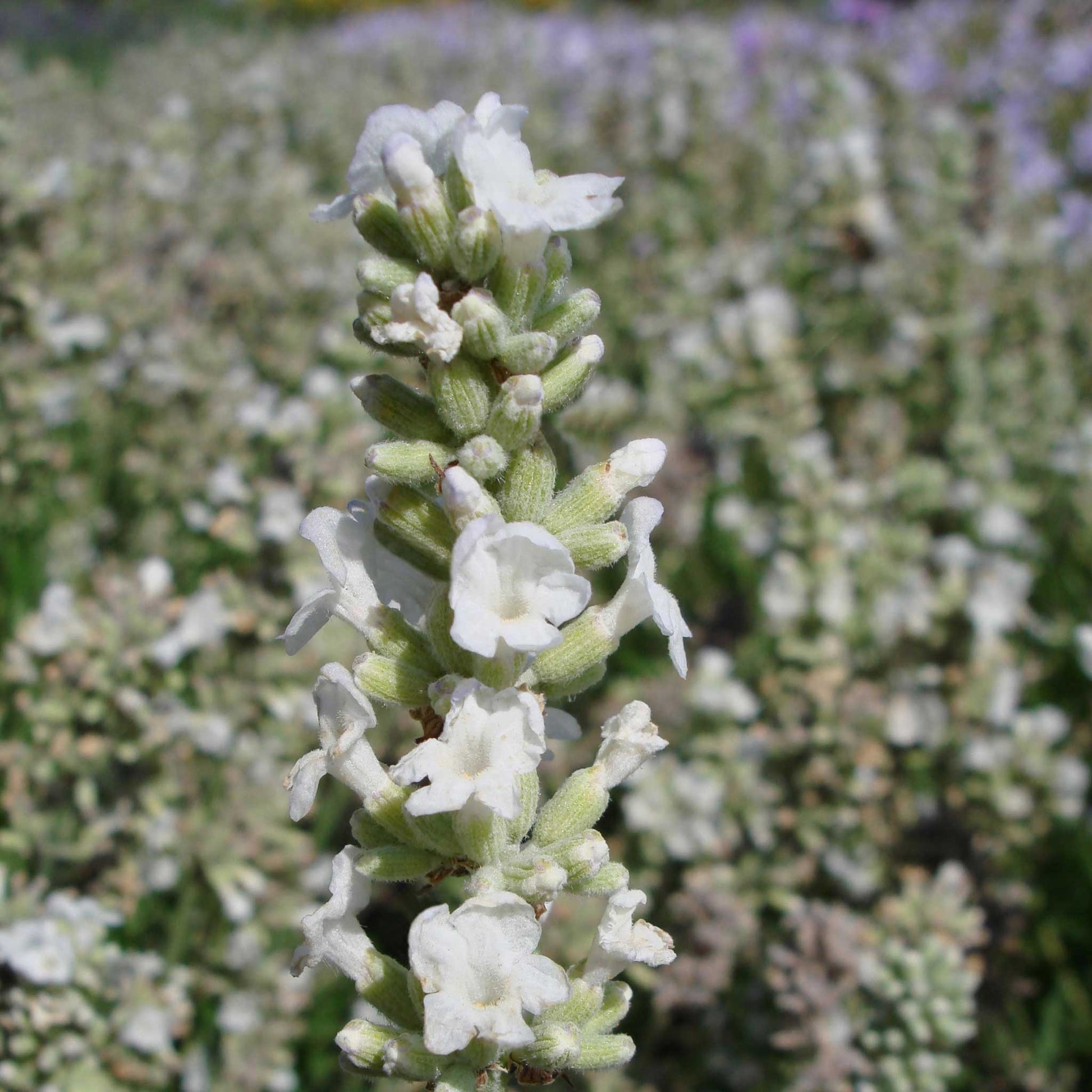 white lavender plants near me Lavender Seeds - Ellagance Snow | Herb Seeds in Packets & Bulk