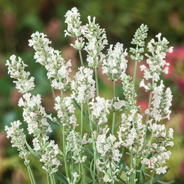 white lavender plants near me Lavender Seeds - Ellagance Snow | Herb Seeds in Packets & Bulk