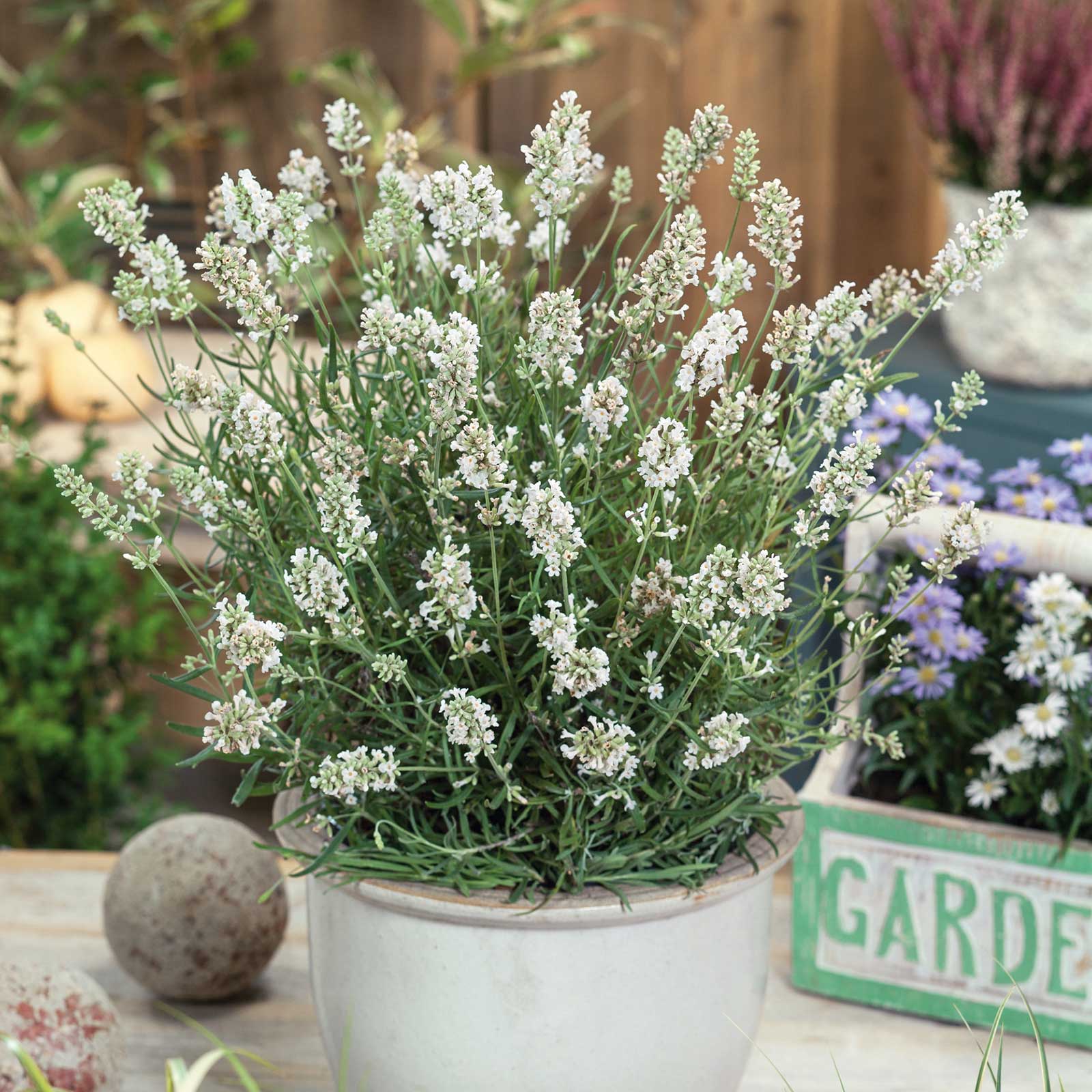 elegance lavender plants Lavender Seeds - Ellagance Snow | Herb Seeds in Packets & Bulk