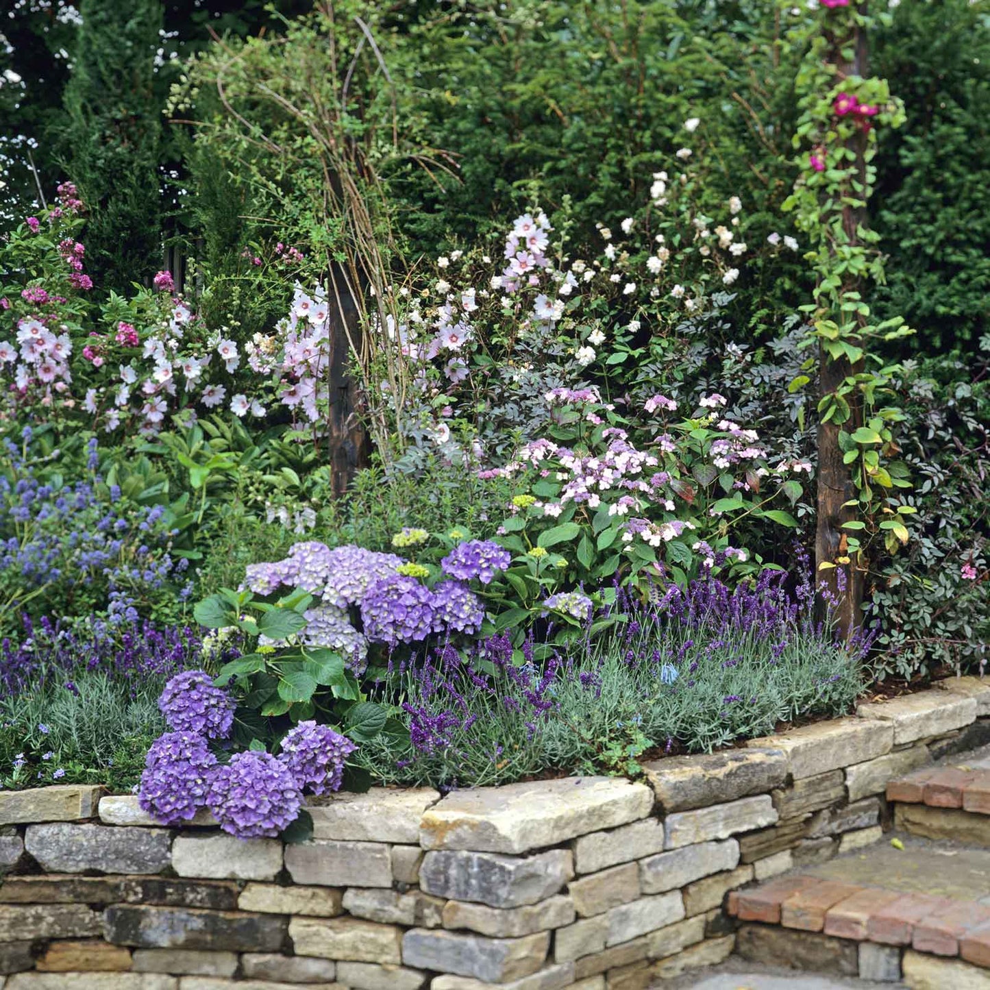 althyk lavender seeds Lavender Seeds - Hidcote Promise Compact | Herb Seeds in Packets & Bulk