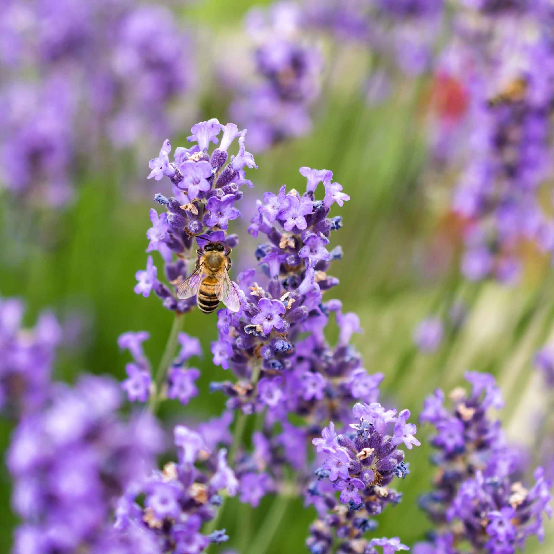 hidcote lavender plants for sale near me Lavender Seeds - Hidcote Promise Compact | Herb Seeds in Packets & Bulk