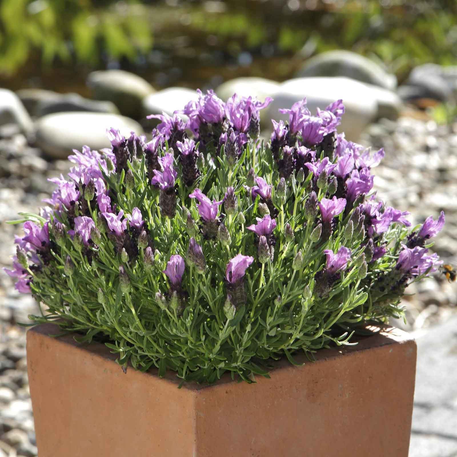 buy lavender seeds online Bulk Lavender Seeds (Spanish) - Bandera Purple