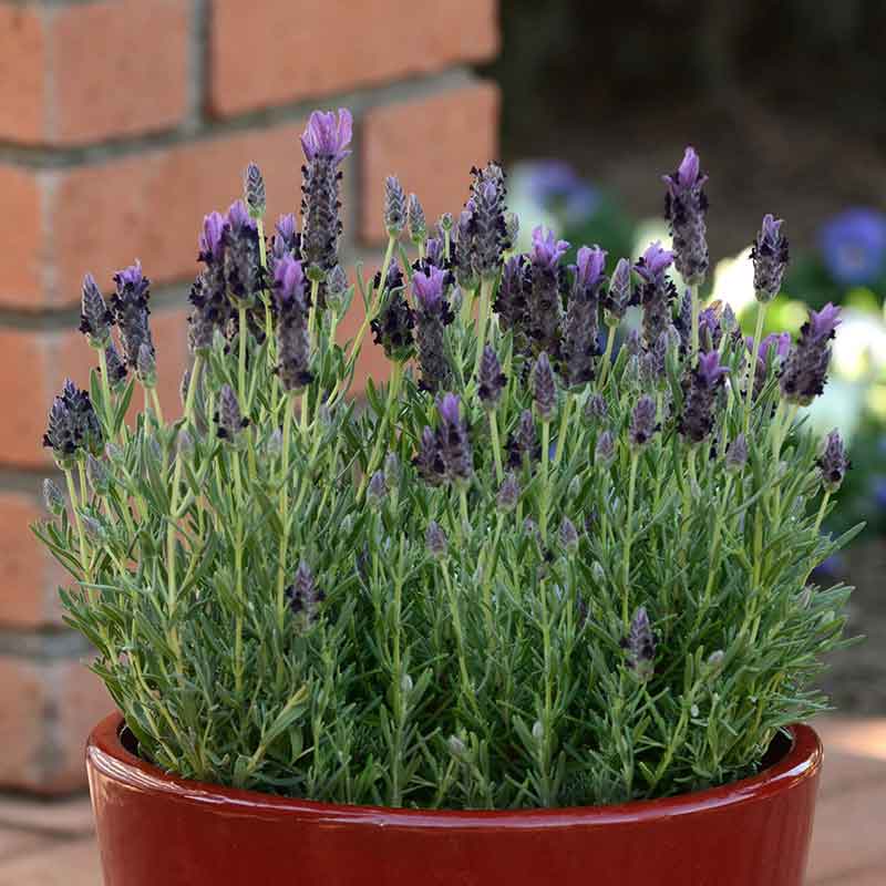purple plant seeds Bulk Lavender Seeds (Spanish) - Bandera Purple