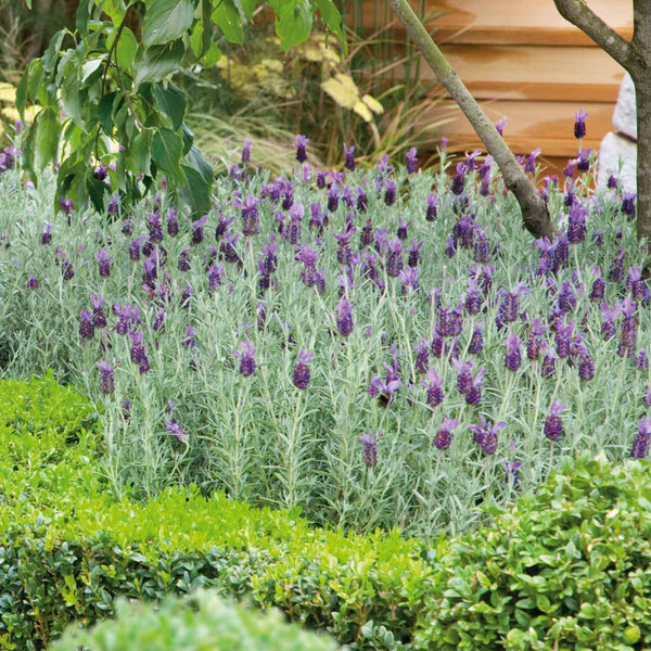 mexican lavender plant Bulk Lavender Seeds (Spanish) - Bandera Purple