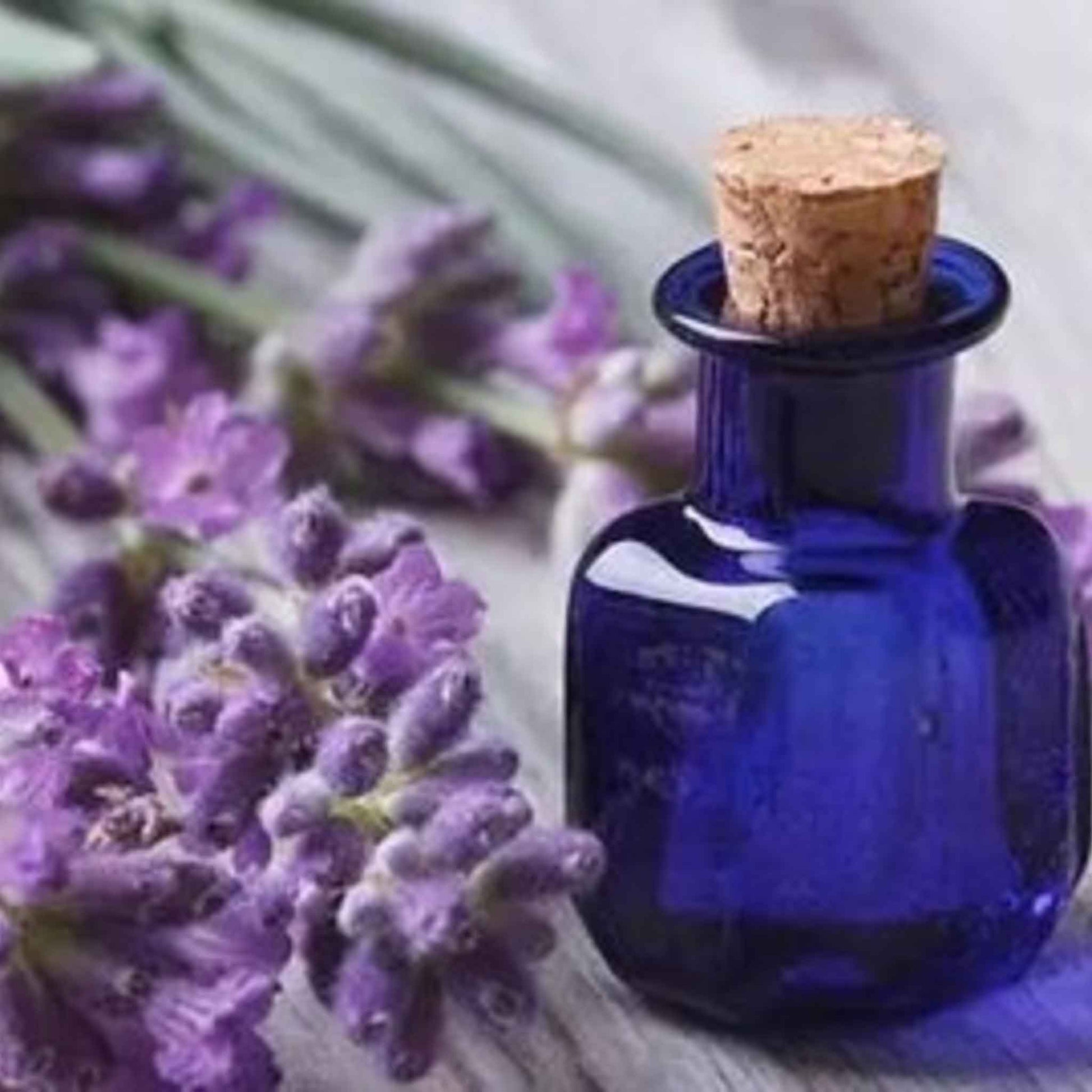lavender plants seeds Lavender Seeds - Spike | Herb Seeds in Packets & Bulk