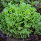 A vibrant green head of "Grand Rapids TBR" lettuce with ruffled leaves, ready for harvest.