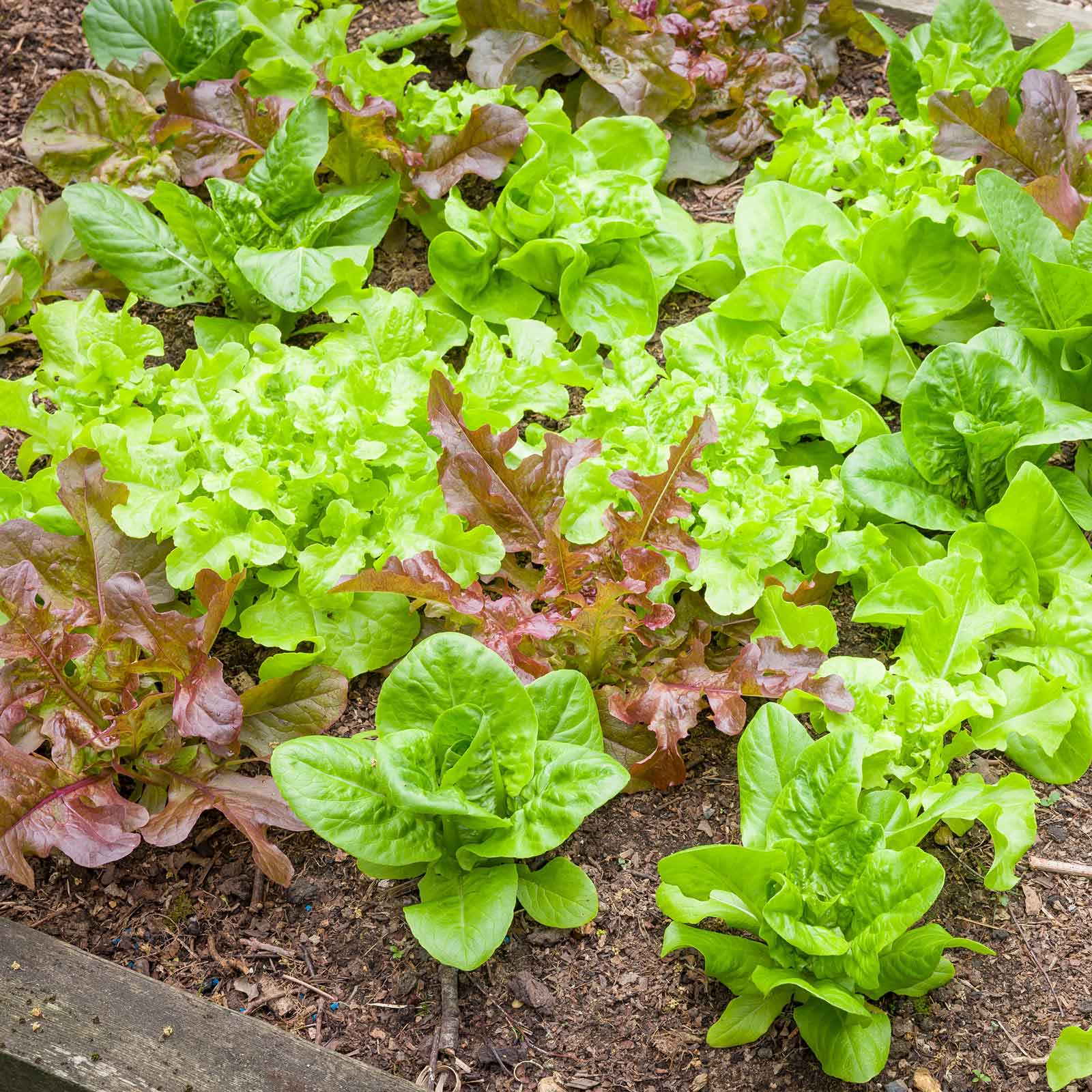 plant lettuce seeds Bulk Lettuce Seeds - Leaf Blend