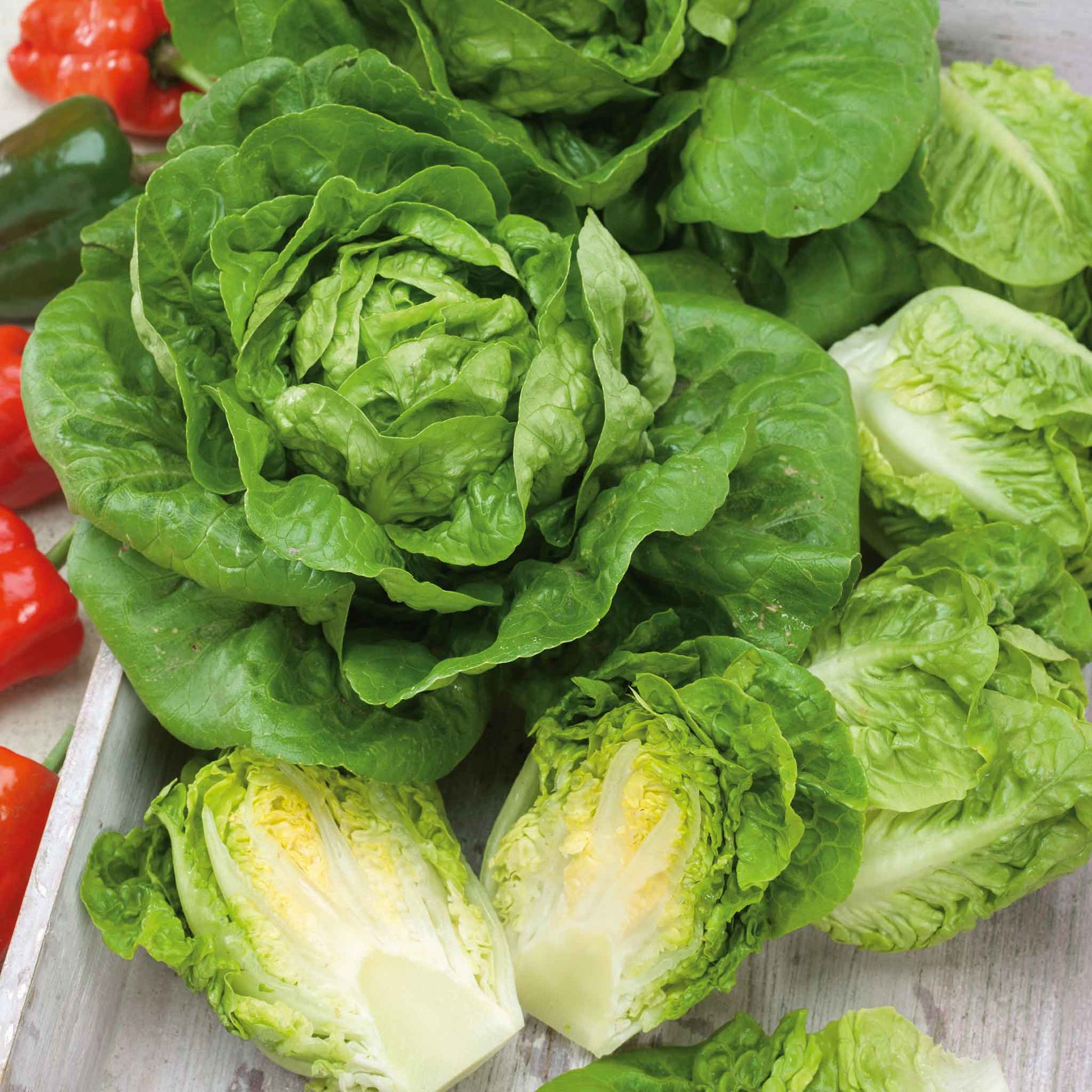 planting little gem lettuce seeds Bulk Lettuce Seeds
