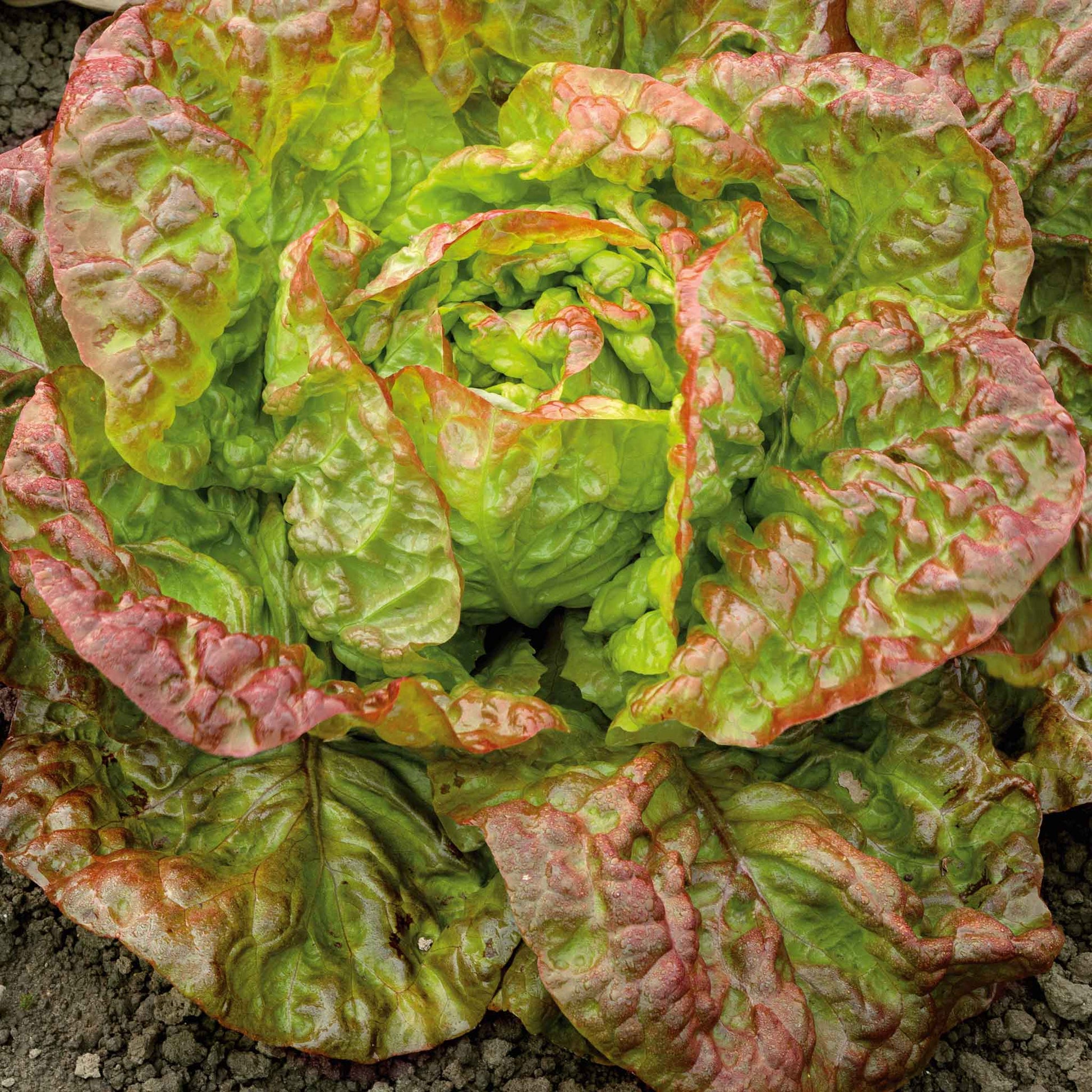 plant lettuce seeds Bulk Lettuce Seeds - Marvel of Four Seasons
