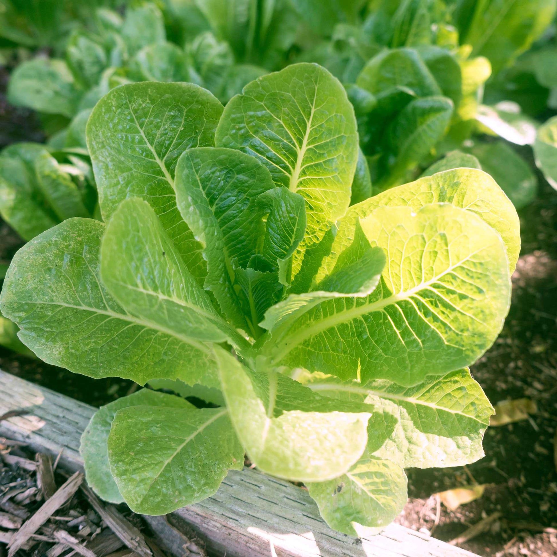 organic lettuce romaine little caesar