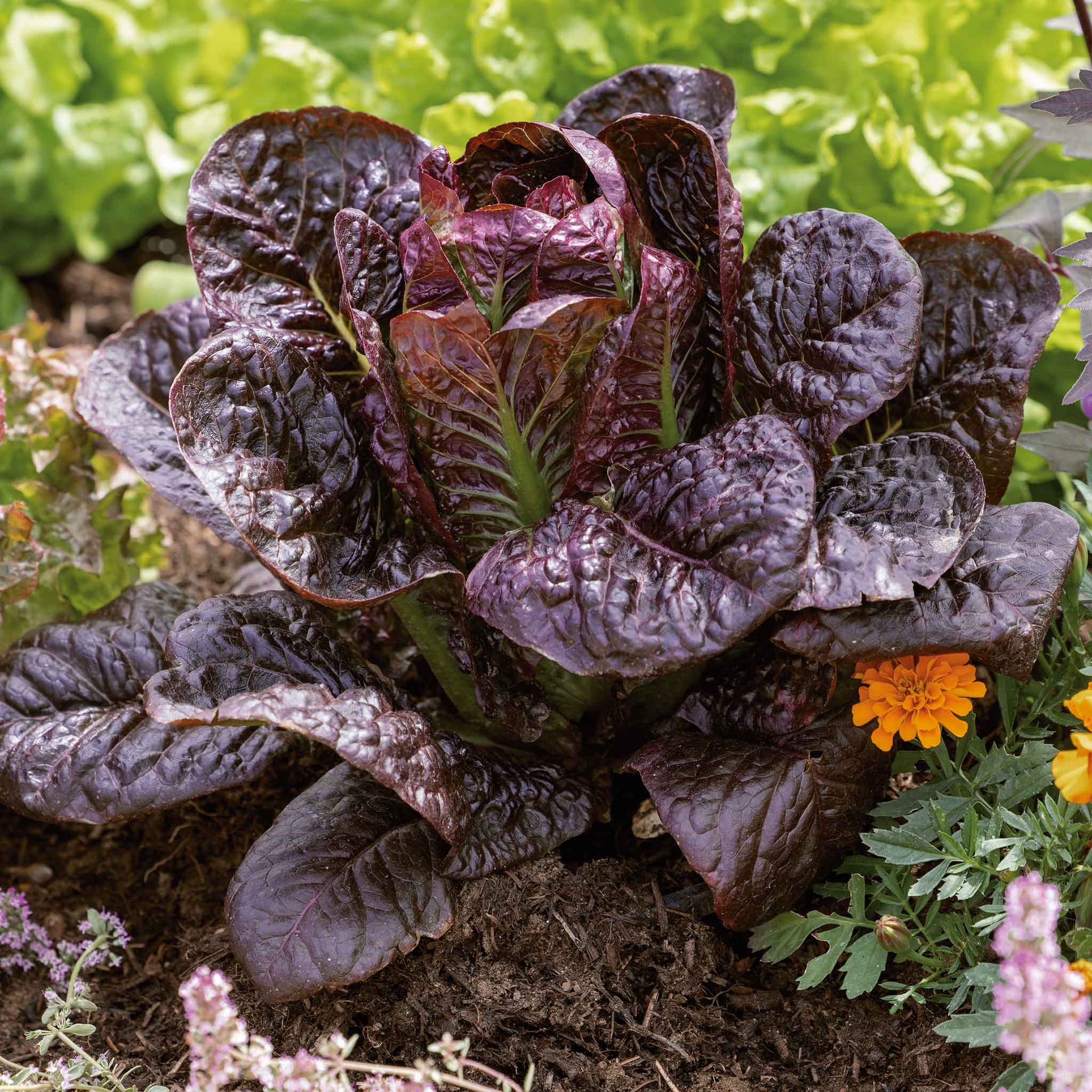 romaine lettuce seed planting Bulk Lettuce Seeds
