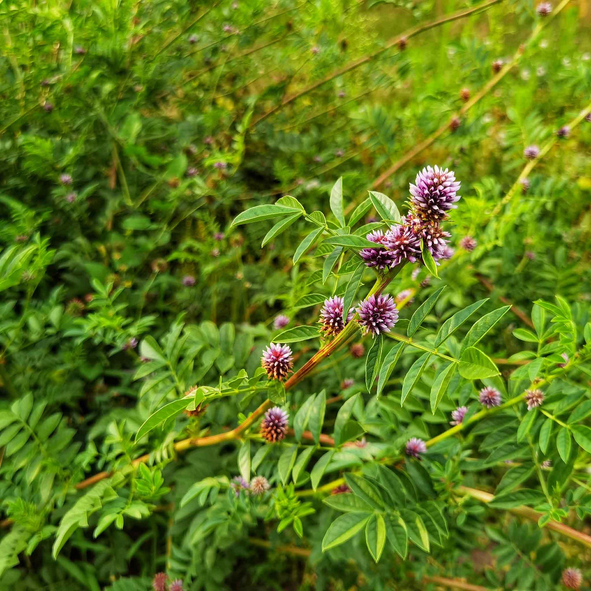 licorice seeds plant Licorice Seeds | Herb Seeds