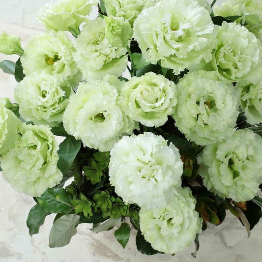 lisianthus voyage green